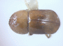 Diuncus papatrae junior synonym Xyleborus mucronatoides top