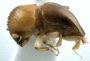 Diuncus papatrae non type