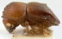Diuncus papatrae paratype