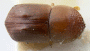 Diuncus papatrae paratype top