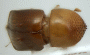 Diuncus papatrae pronotum