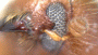 Truncaudum impexum antenna2
