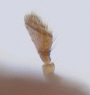 Truncaudum impexum antenna2 rear