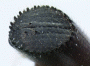 Truncaudum impexum nontype declivity