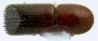 Truncaudum impexum nontype top