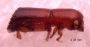 Truncaudum impexum small specimen