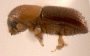 Xyleborus judenkoi side