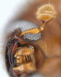 Ambrosiophilus sexdentatus antenna