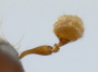 Ambrosiophilus sexdentatus antenna rear
