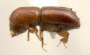 Ambrosiophilus sexdentatus side