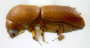Ambrosiophilus sexdentatus side