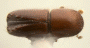 Ambrosiophilus sexdentatus top