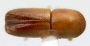 Ambrosiophilus sexdentatus top