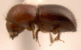 Ambrosiophilus semicarinatus side