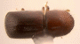 Ambrosiophilus semicarinatus top