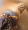 Xyleborus declivispinatus antenna