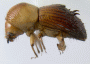 Xyleborus declivispinatus side