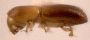 Planiculus rodmanculus side