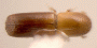 Planiculus rodmanculus top