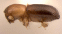 Microperus pometianus side