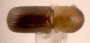 Microperus pometianus top