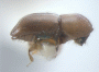 Diuncus justus junior synonym Xyleborus apiculatus side