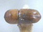 Diuncus justus junior synonym Xyleborus apiculatus top