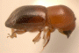 Diuncus justus larger specimen