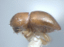 Diuncus justus non type