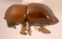 Diuncus justus short specimen from New Guinea