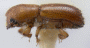 Xyleborus s. str. devexipennis side