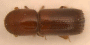 Xyleborus s. str. devexipennis top
