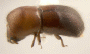 Xyleborus granulosus
