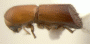 Truncaudum longior