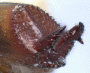 Webbia pabo declivity variation