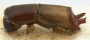 Webbia pabo holotype side