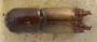 Webbia pabo holotype top