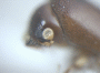Webbia pabo junior synonym Webbia quadricinctus antenna