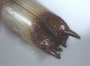 Webbia pabo junior synonym Webbia quadricinctus declivity