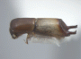 Webbia pabo junior synonym Webbia quadricinctus side2
