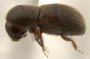 Cyclorhipidion sus