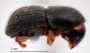 Arixyleborus puberulus junior synonym Arixyleborus morio side