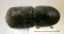Arixyleborus puberulus junior synonym Arixyleborus morio top