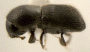 Arixyleborus puberulus side