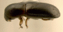Planiculus aries