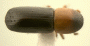 Planiculus aries morph with orange pronotum