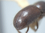 Xylosandrus russulus holotype declivity