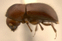 Xylosandrus russulus side
