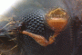 Ambrosiophilus mogia antenna