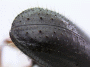 Ambrosiophilus mogia declivity